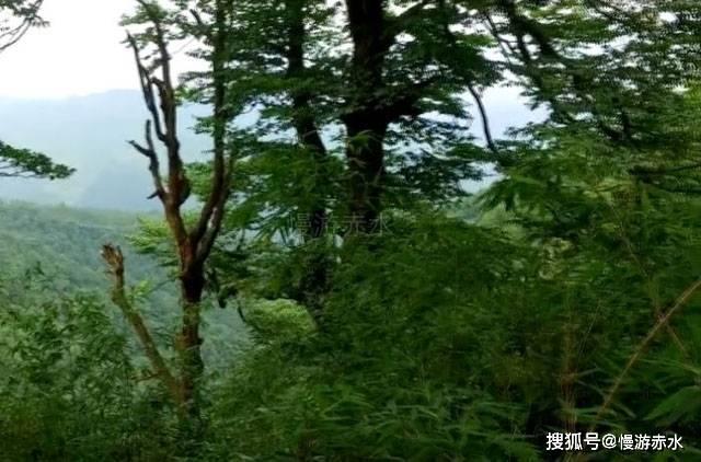 细胞分裂5